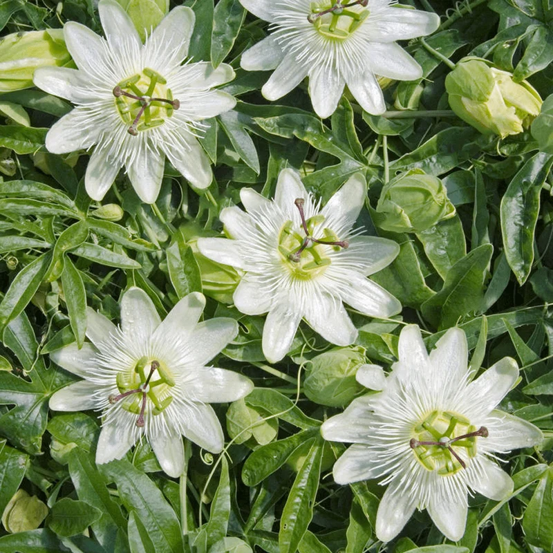 Passionsblumen-Mix