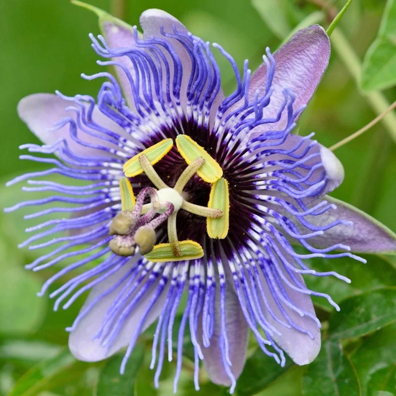 Passionsblumen-Mix