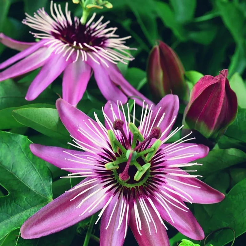 Passionsblumen-Mix