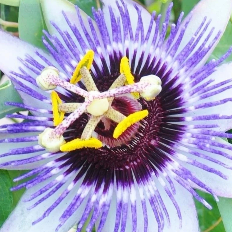 Passionsblume 'Damsel's Delight'