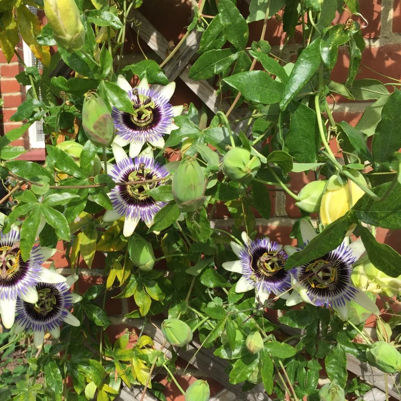 Passionsblume 'Damsel's Delight'