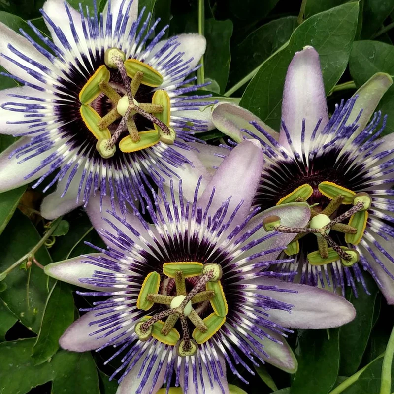 Passionsblume 'Damsel's Delight'