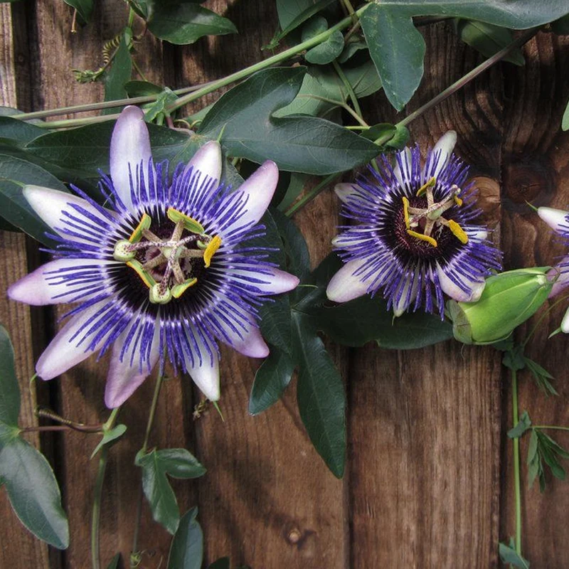 Passionsblume 'Damsel's Delight'