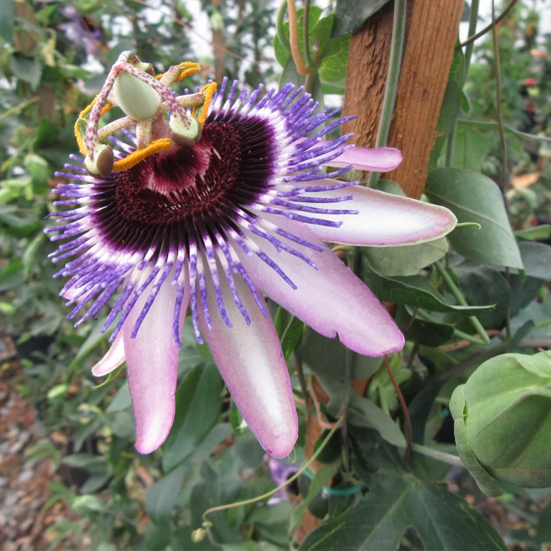 Passionsblume 'Damsel's Delight'
