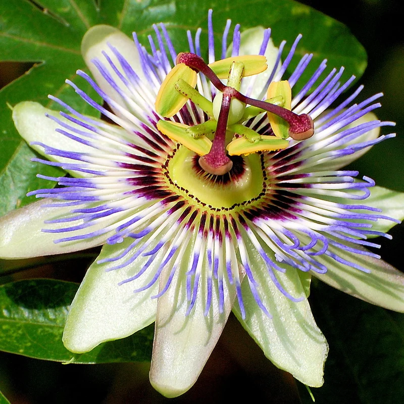 Blaue Passionsblume