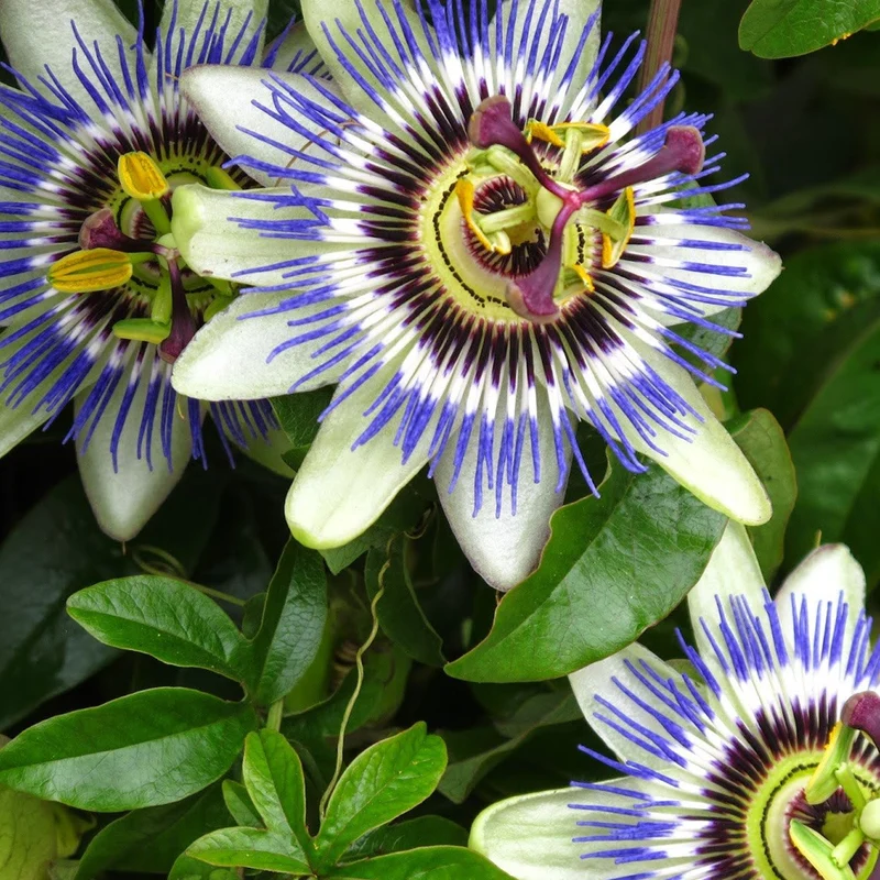 Blaue Passionsblume