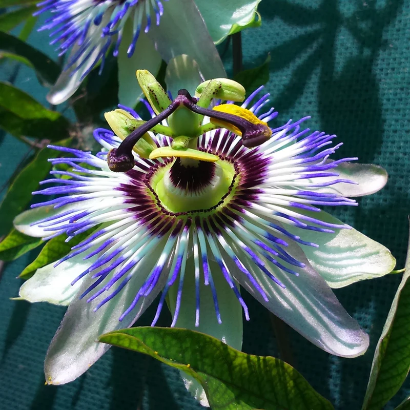 Blaue Passionsblume