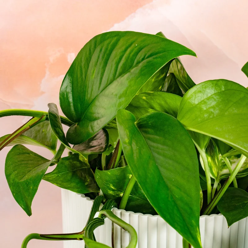 Philodendron scandens