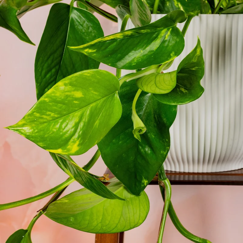 Philodendron scandens