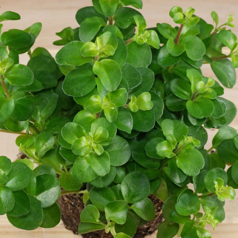 Peperomia rotundifolia