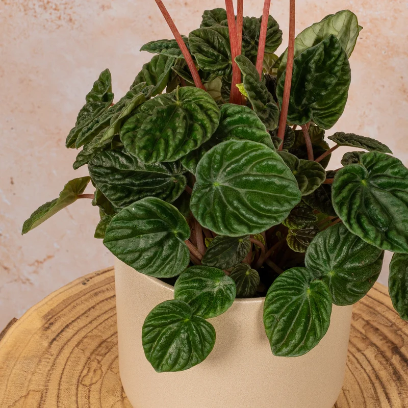 Peperomia caperata 'Lilian'