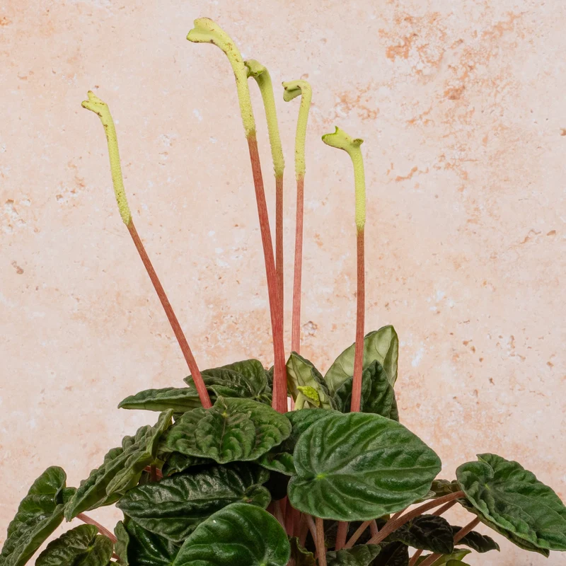 Peperomia caperata 'Lilian'