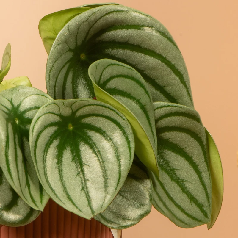 Peperomia argyreia