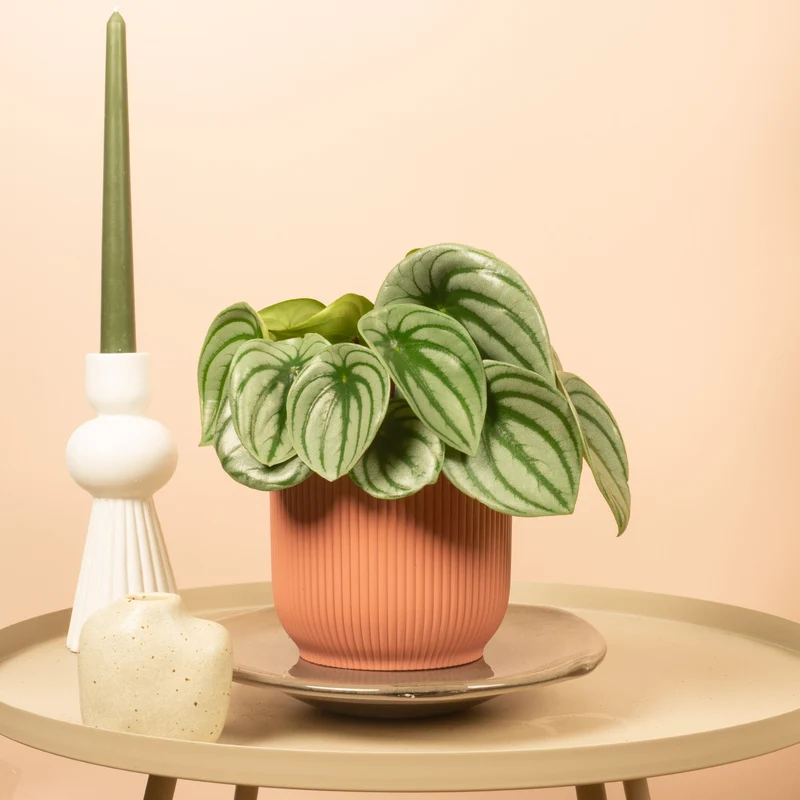 Peperomia argyreia
