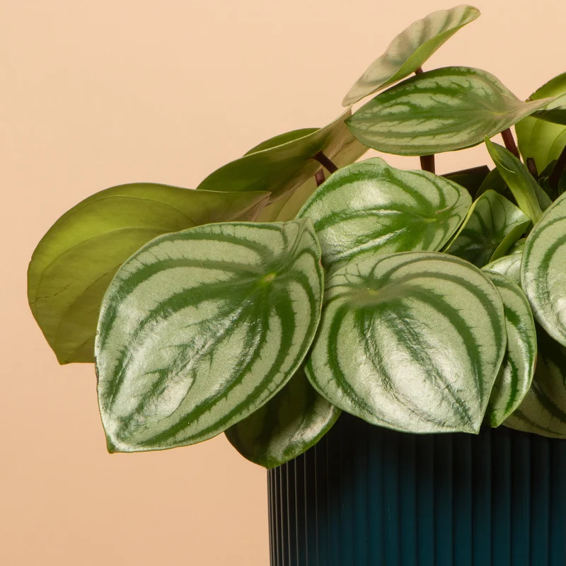 Peperomia argyreia