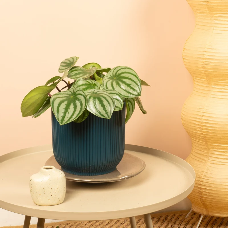 Peperomia argyreia
