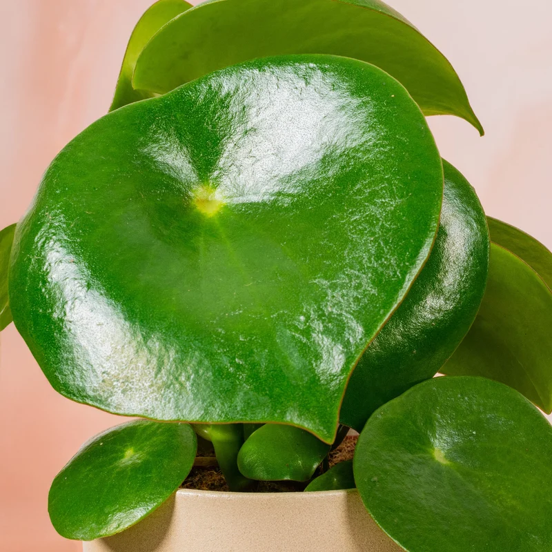 Peperomia 'Raindrop'