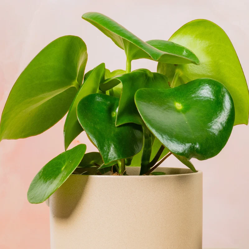 Peperomia 'Raindrop'