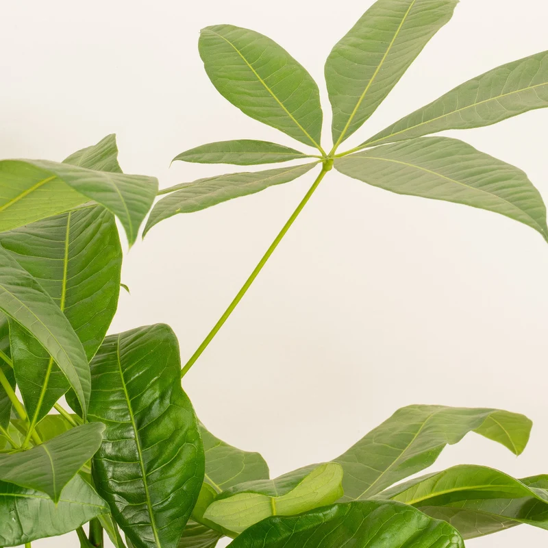 Pachira aquatica