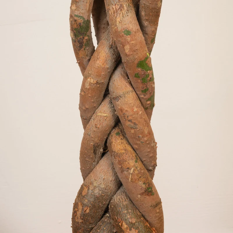 Pachira aquatica