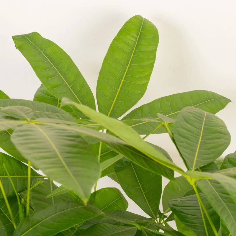 Pachira aquatica