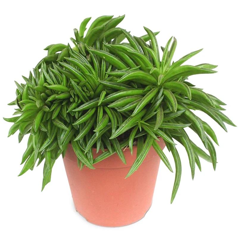Peperomia 'Glückliche Bohne'