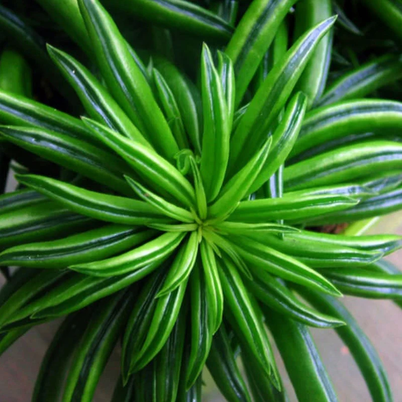 Peperomia 'Glückliche Bohne'