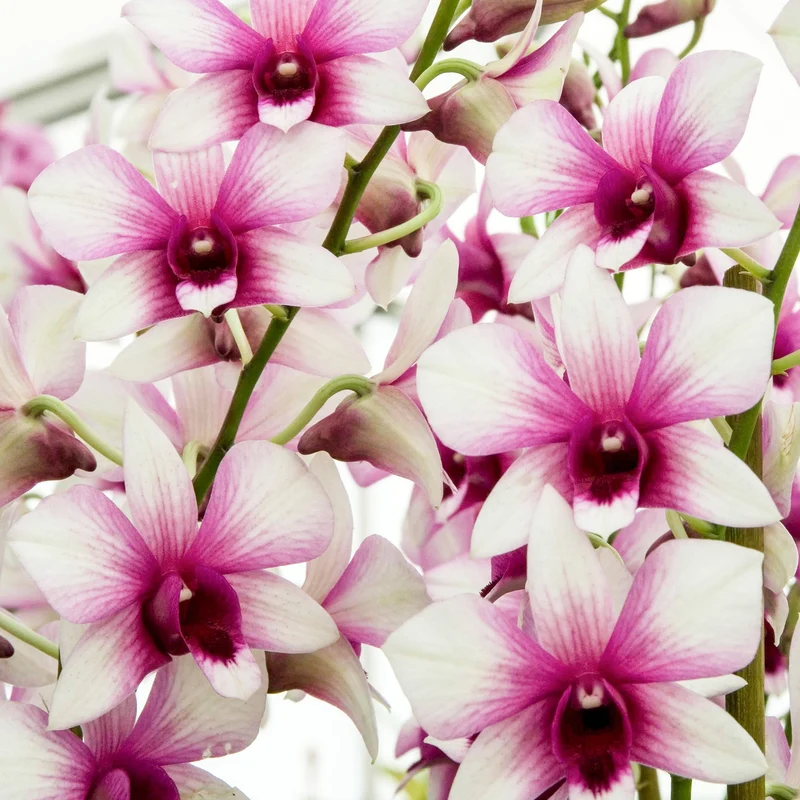 Orchidee 'Sanook Polar Fire'