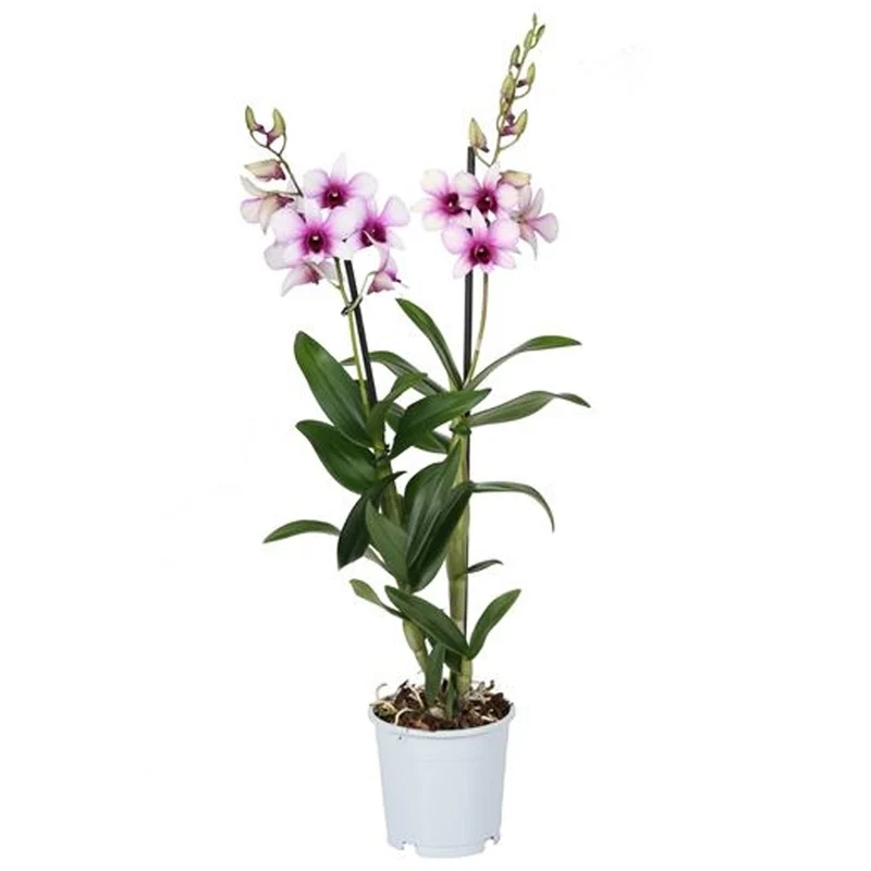 Orchidee 'Sanook Polar Fire'