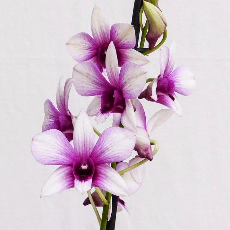 Orchidee 'Sanook Polar Fire'