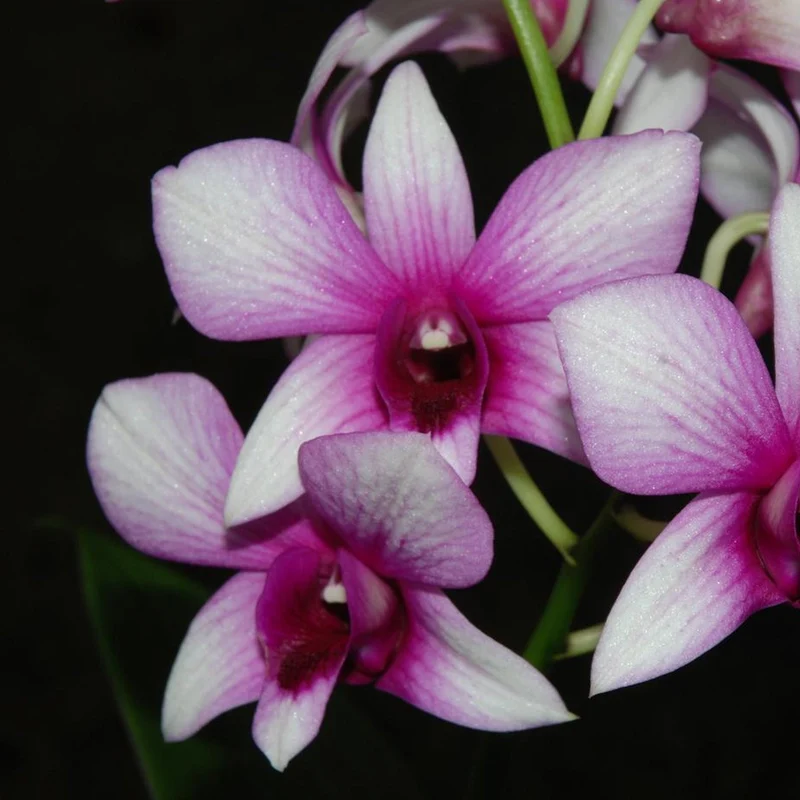 Orchidee 'Sanook Polar Fire'