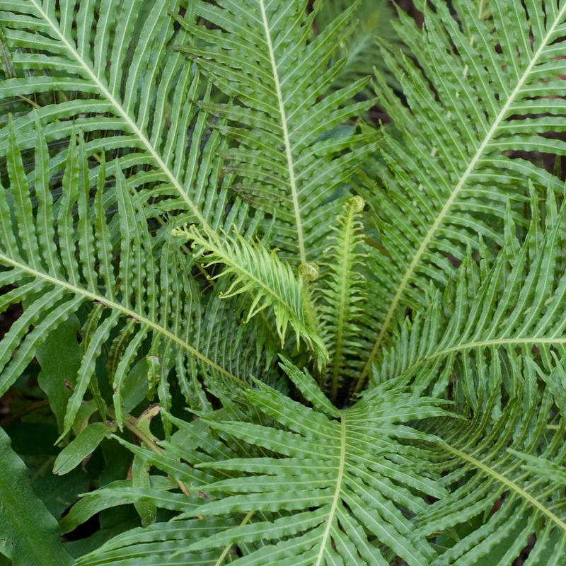 Blechnum 'Silver Lady'