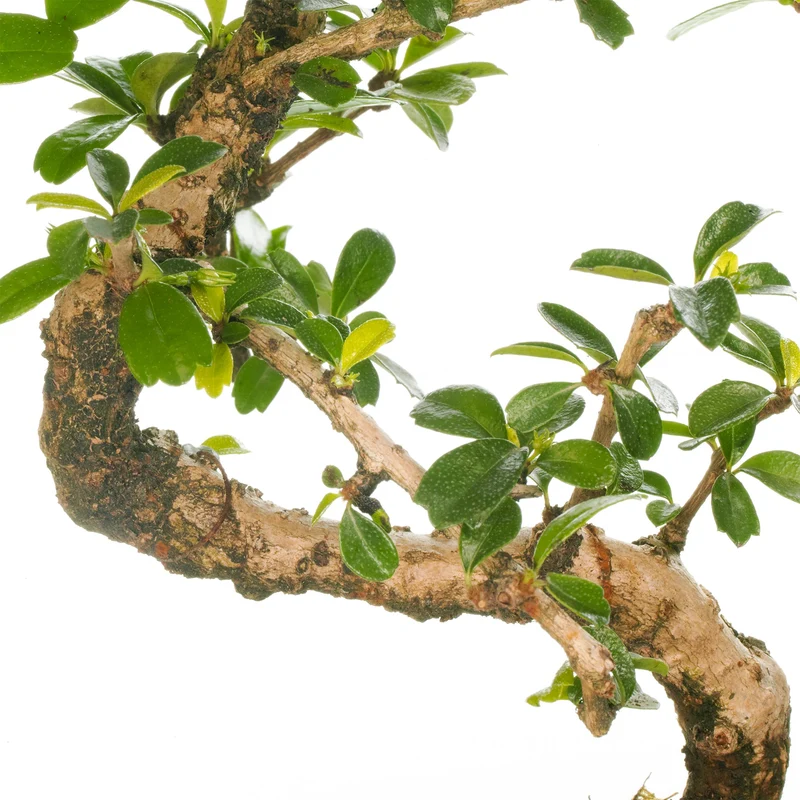 Bonsai 'Carmona'