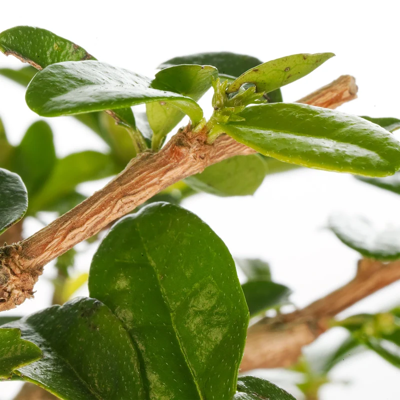 Bonsai 'Carmona'