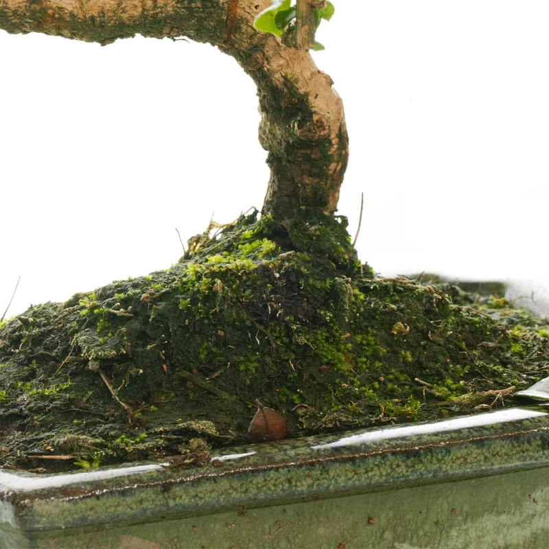 Bonsai 'Carmona'