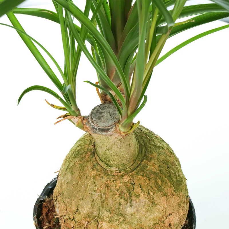 Beaucarnea 'Nolina Ball'