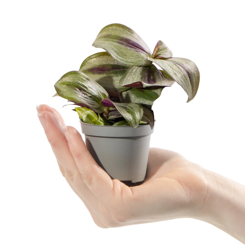 Baby Tradescantia 'Rosa Freude Zebrina'