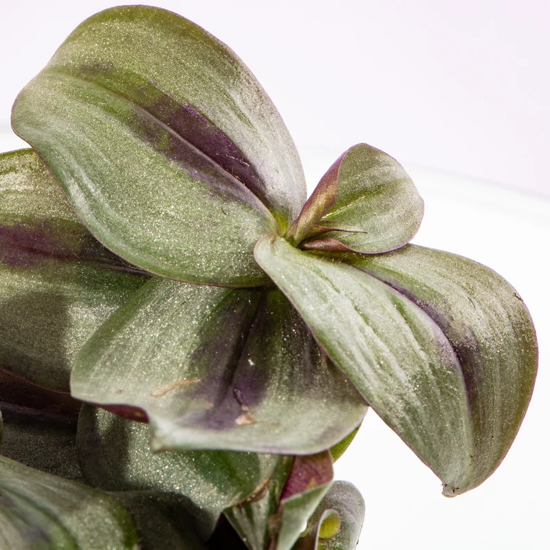 Baby Tradescantia 'Rosa Freude Zebrina'