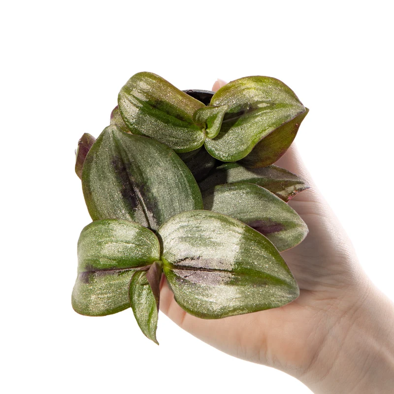 Baby Tradescantia 'Rosa Freude Zebrina'