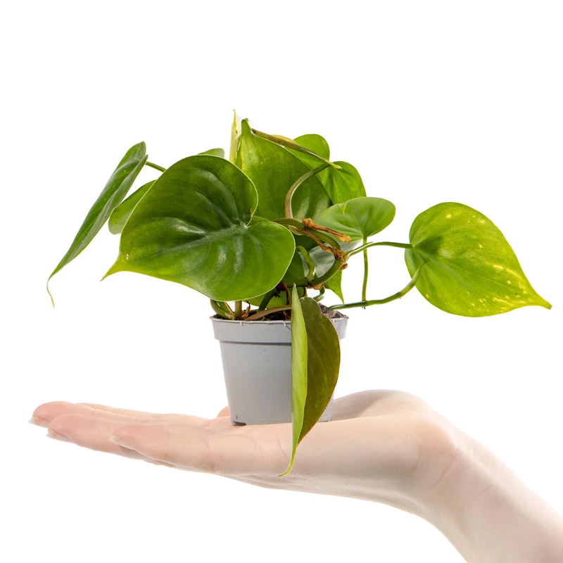 Baby-Philodendron scandens