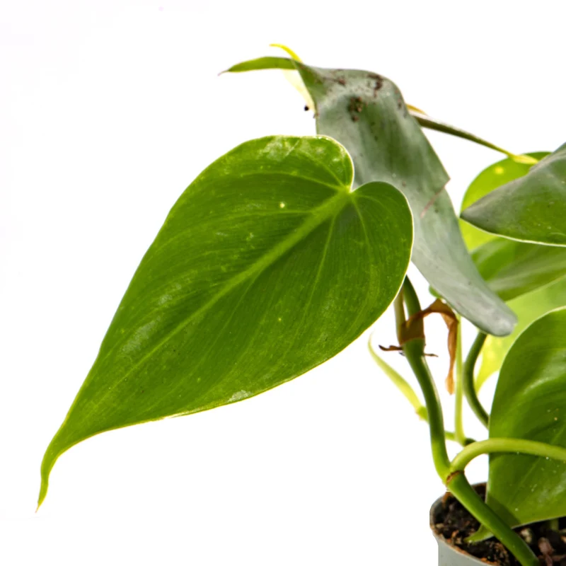 Baby-Philodendron scandens
