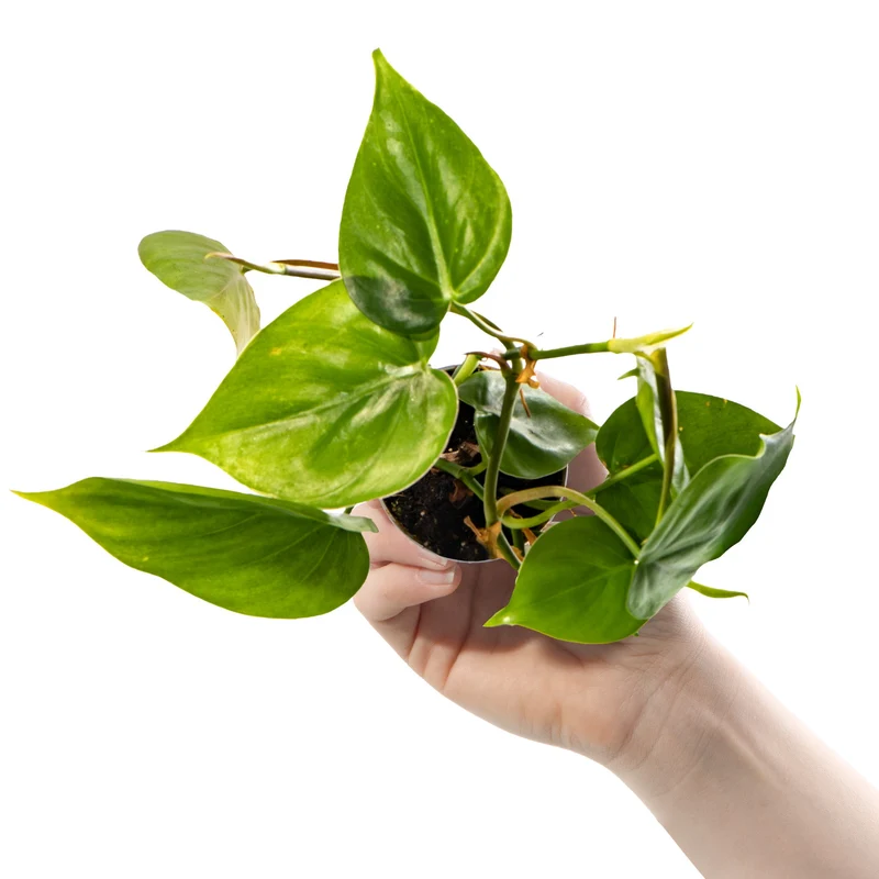 Baby-Philodendron scandens