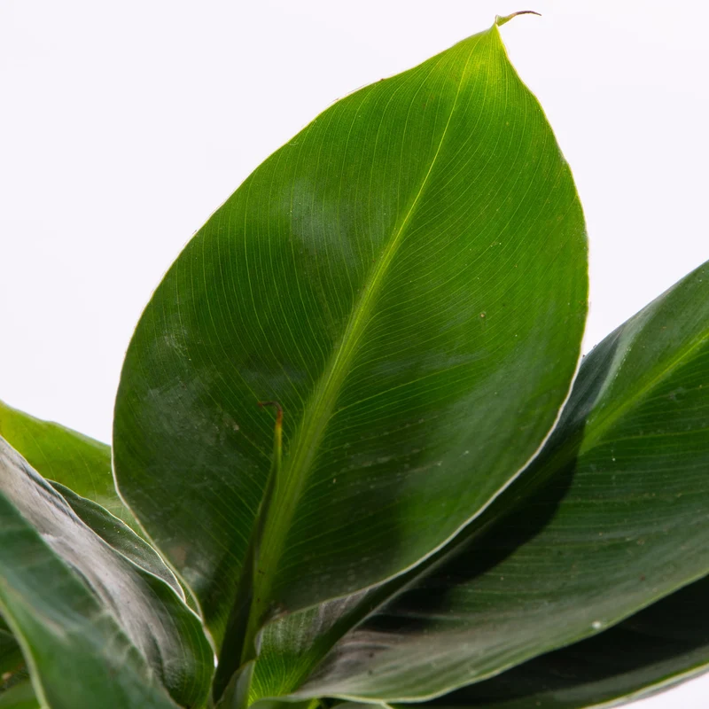 Baby Musa acuminata