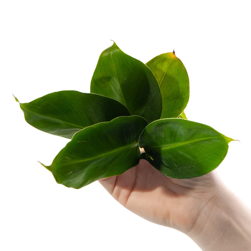 Baby Musa acuminata