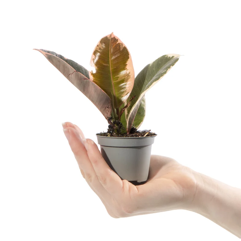 Baby-Ficus 'Tineke'