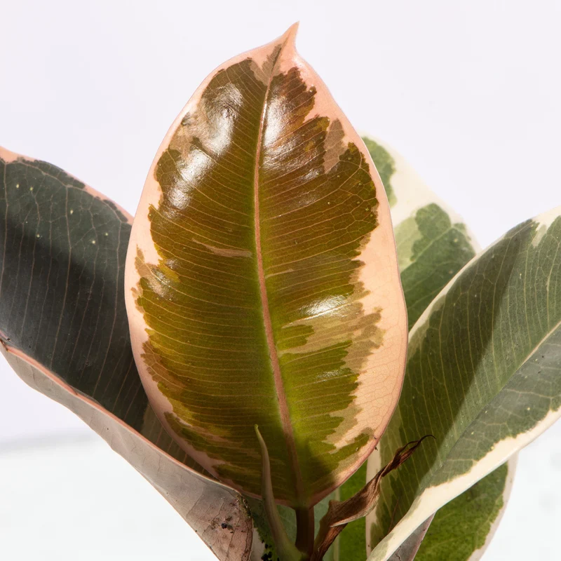 Baby-Ficus 'Tineke'