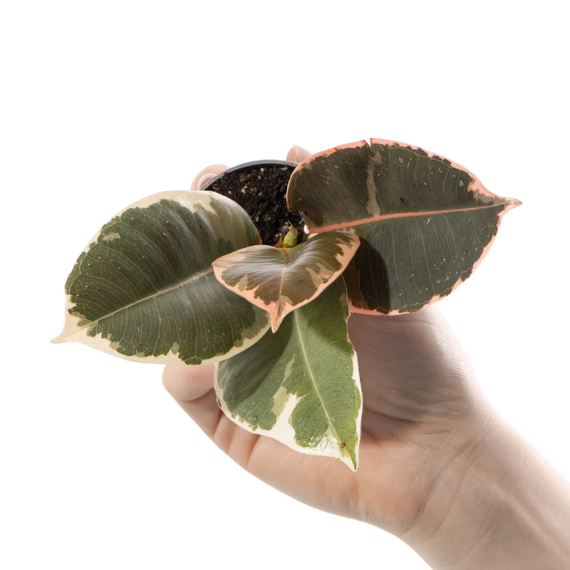 Baby-Ficus 'Tineke'