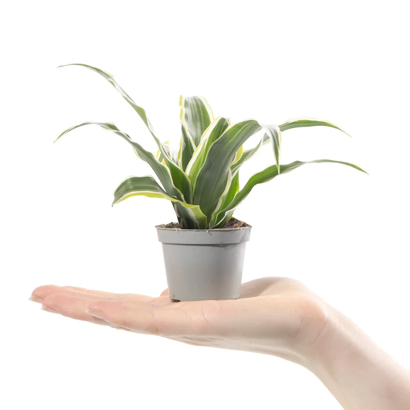 Baby-Dracaena 'Zitronenüberraschung'
