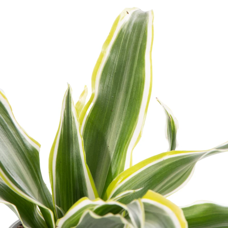 Baby-Dracaena 'Zitronenüberraschung'