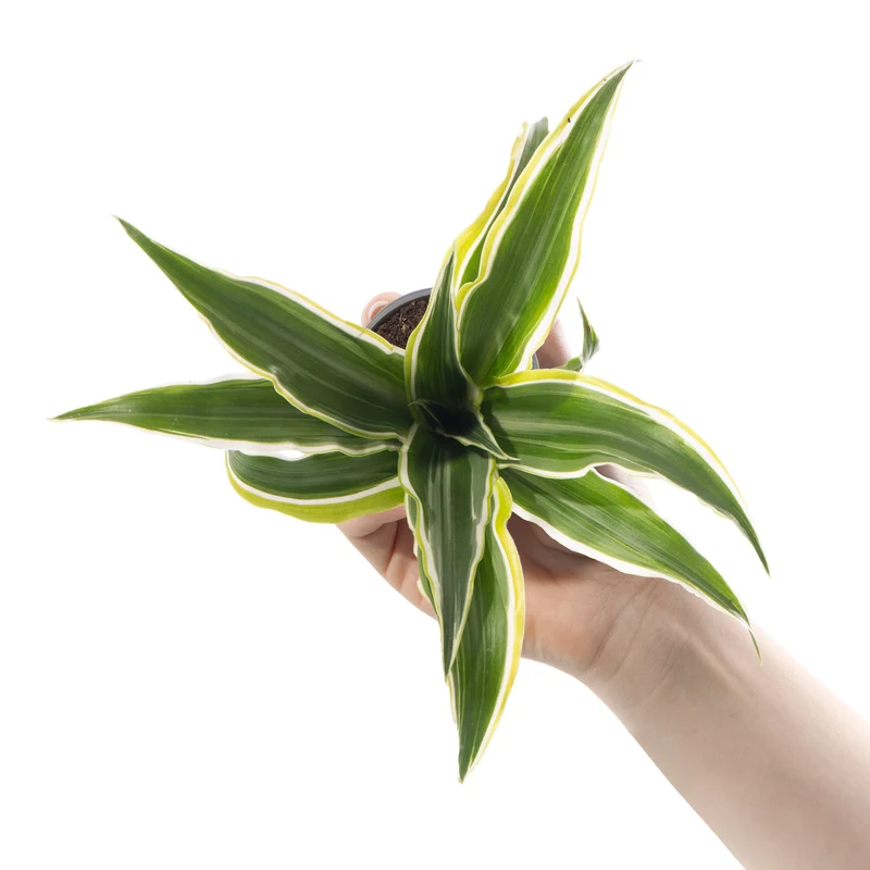 Baby-Dracaena 'Zitronenüberraschung'